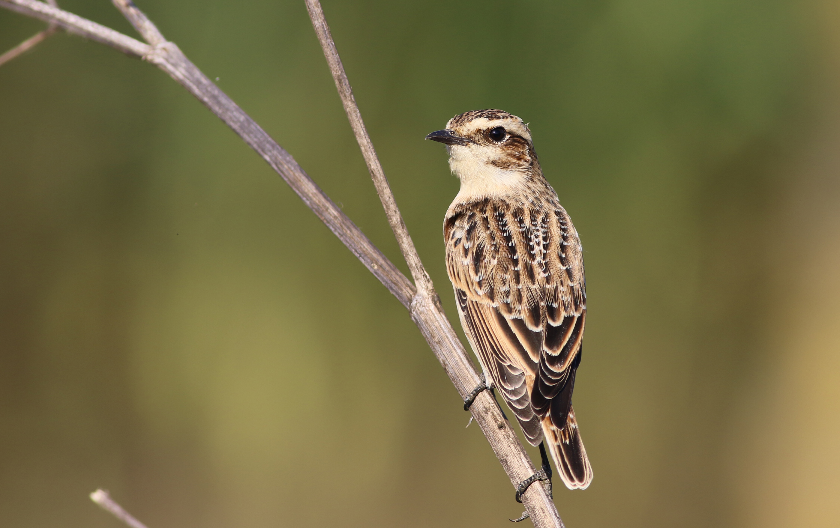 Whinchat — Ana fotoğraf
